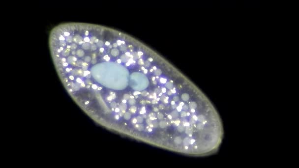 Infusoria под микроскопом — стоковое видео