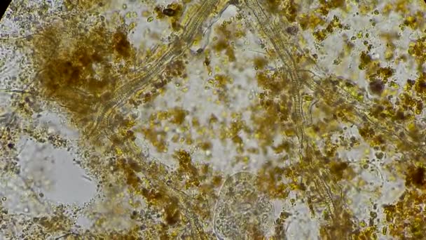 Infusoires au microscope — Video