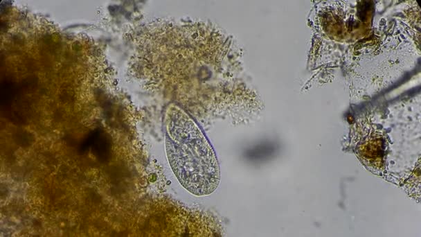 Infusoria bajo el microscopio — Vídeo de stock