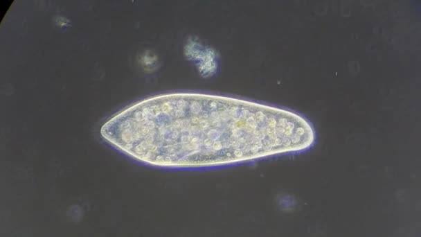 Infusoria под микроскопом — стоковое видео