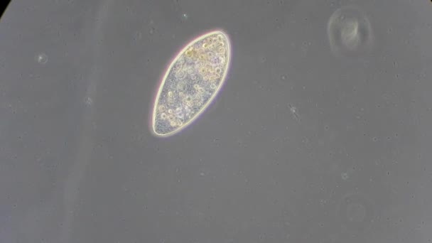 在显微镜下滴虫 — 图库视频影像