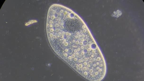 Infusoria ao microscópio — Vídeo de Stock