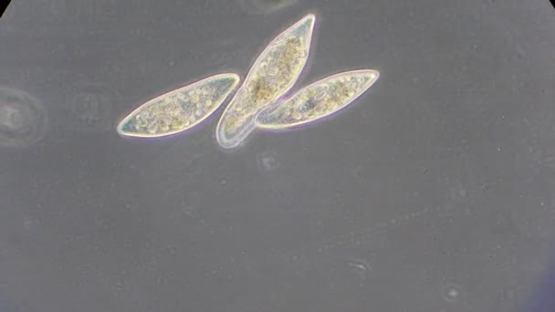 Infusoria под микроскопом — стоковое видео