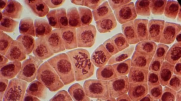Många levande dela celler under Mikroskop — Stockvideo