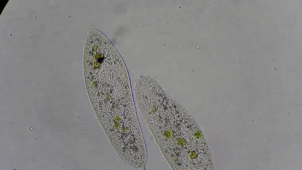 Infusoires au microscope 