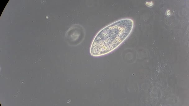 Mikroskop altında phytologia — Stok video