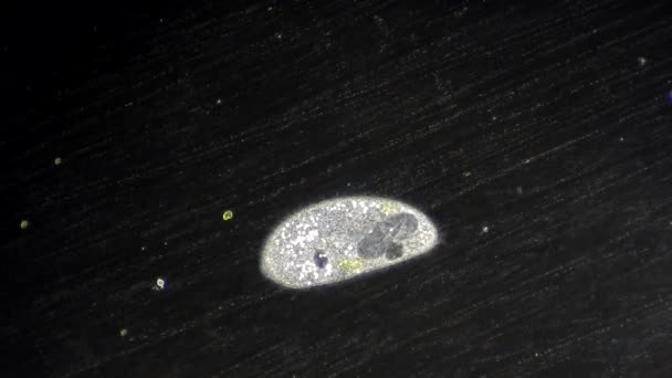 Infusoria bajo el microscopio — Vídeo de stock