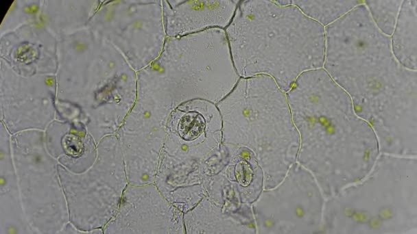 Live plantencellen, stoma en chloroplasten onder Microscoop — Stockvideo