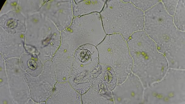 Live plant cells, stoma and chloroplasts under microscope — Stock Video