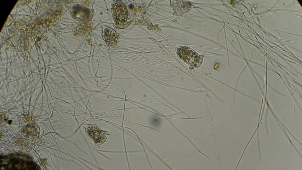 Vorticella under microscope — Stock Video