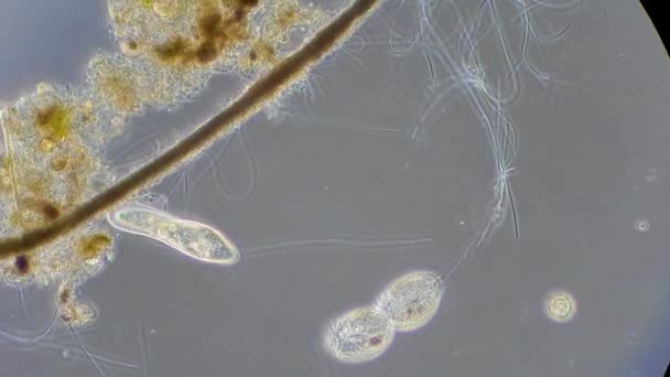 Mikroskop altında phytologia — Stok video
