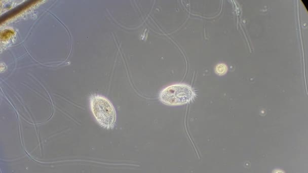 Infusoria ao microscópio — Vídeo de Stock