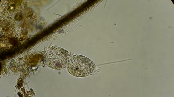 Infusoires au microscope 