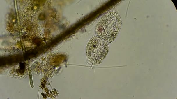 Infusoires au microscope 