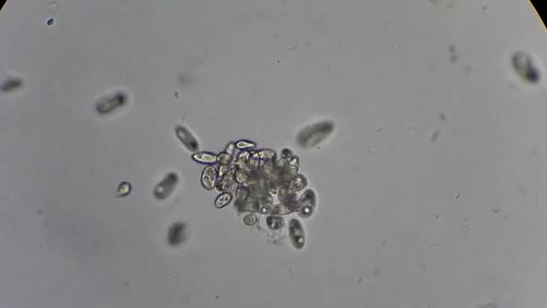 Infusoria ao microscópio — Vídeo de Stock