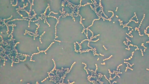 Бактерии под микроскопом — стоковое видео