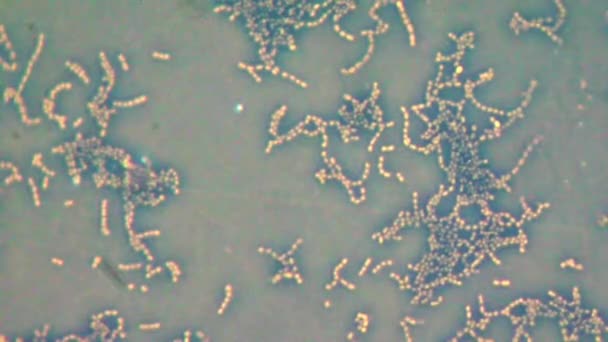 Bacteria under microscope — Stock Video