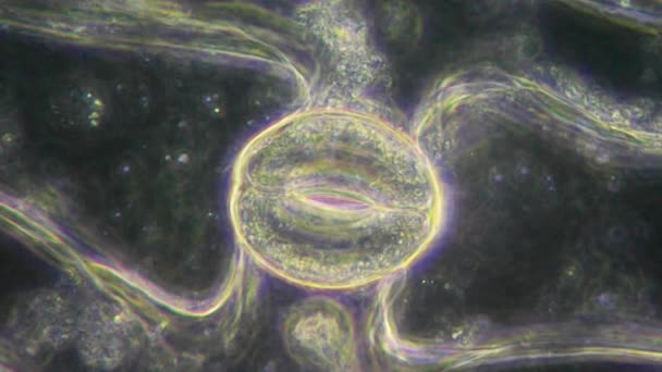 Cellule vegetali vive, stomi e cloroplasti al microscopio — Video Stock