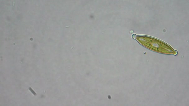 Cellules d'algues vivantes au microscope 