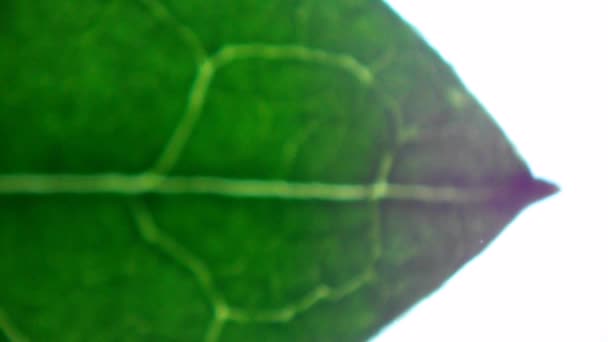 Leaf under microscope — Stock Video