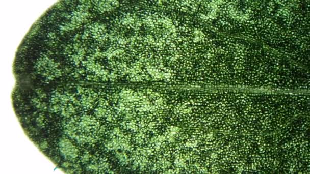Mikroskop altında yaprak — Stok video