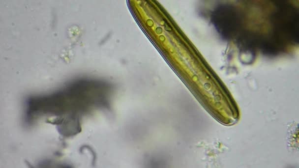 Célula de algas vivas bajo microscopio — Vídeos de Stock