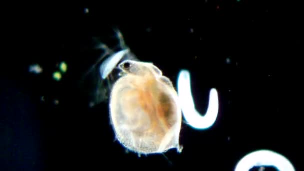 Daphnia onder Microscoop — Stockvideo