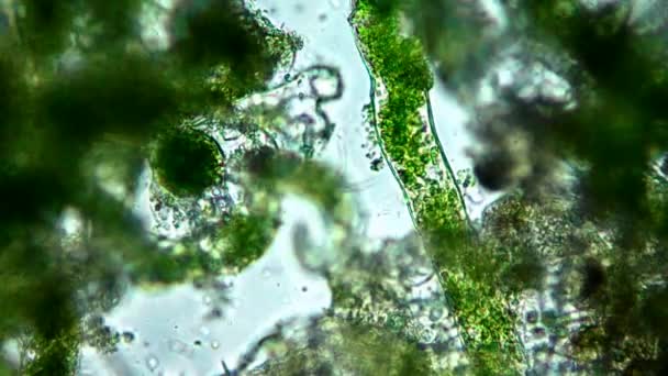 Alghe marine (alga) al microscopio — Video Stock