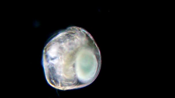 Дафния под микроскопом — стоковое видео