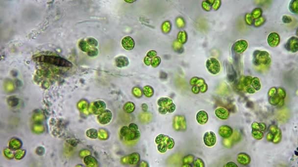 Alghe marine (alga) al microscopio — Video Stock