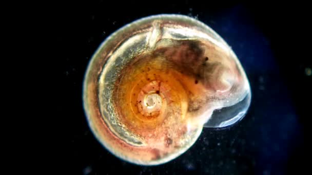 Little snail under microscope