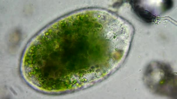 Mikroskop altında canlı bir selled phytologia — Stok video