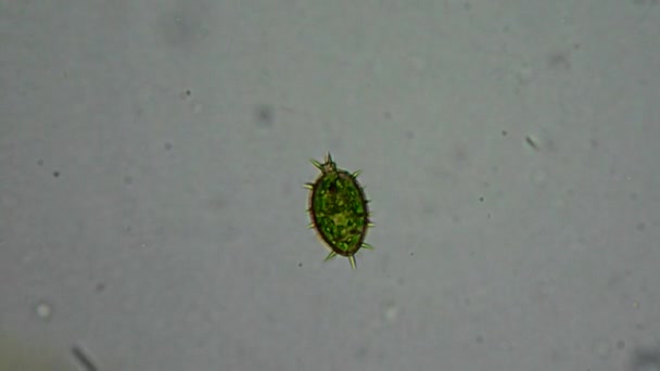 Célula de algas vivas bajo microscopio — Vídeo de stock