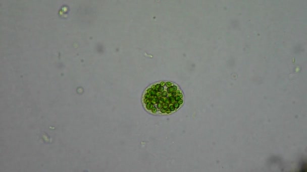 Live algae cell under microscope — Stock Video