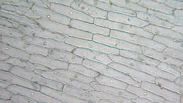 Células de cebolla con gran núcleo bajo el microscopio — Vídeos de Stock