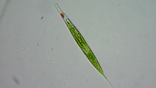 Mikroskop altında canlı yosun hücre — Stok video