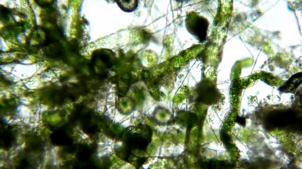 Algas marinas (alga) bajo el microscopio — Vídeo de stock