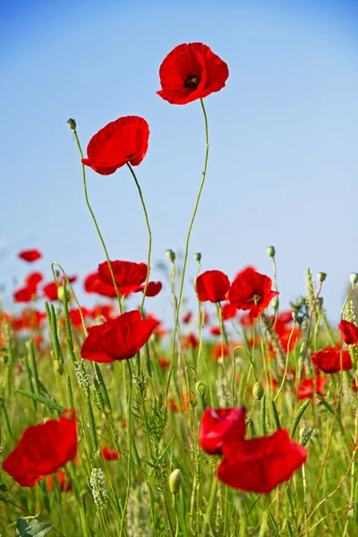 Poppies against the blue sky — Stock Photo, Image
