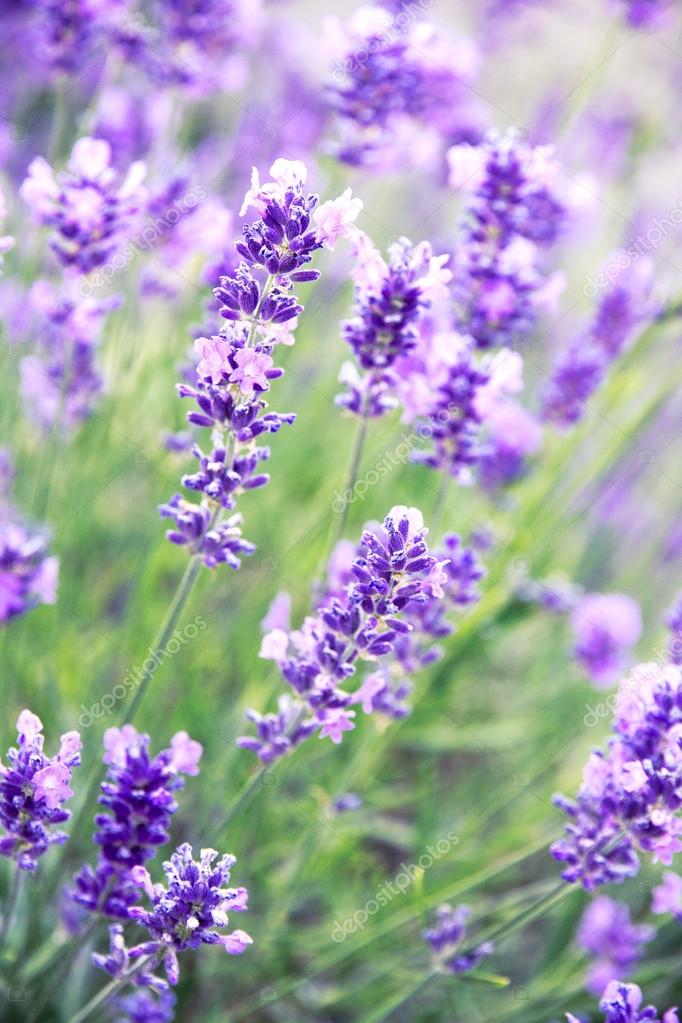 Lavender flowers — Stock Photo © oxanatravel 28734817