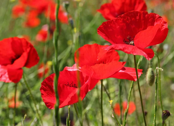 Poppies on a green field — Stock Photo, Image