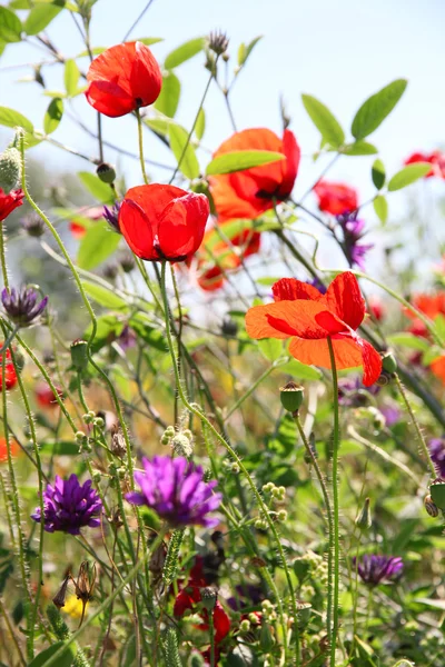 Poppies and other wild flowers on a green field in spring — Stock Photo, Image