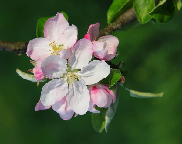 Apple blossoms in spring — Stock Photo, Image