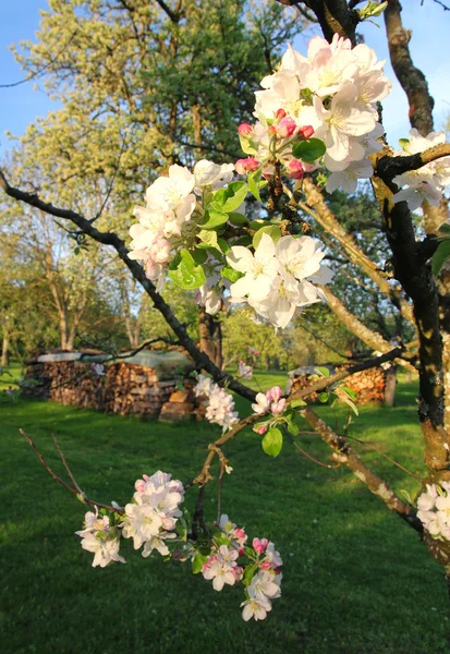 Яблони цветут весной — стоковое фото