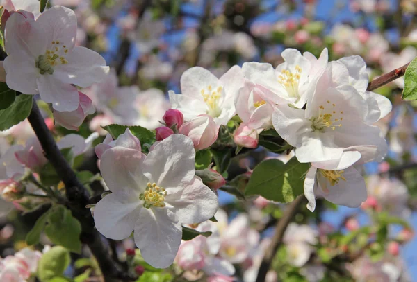 Manzanas en flor — Foto de Stock