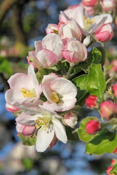 Apple blossoms in spring — Stock Photo, Image