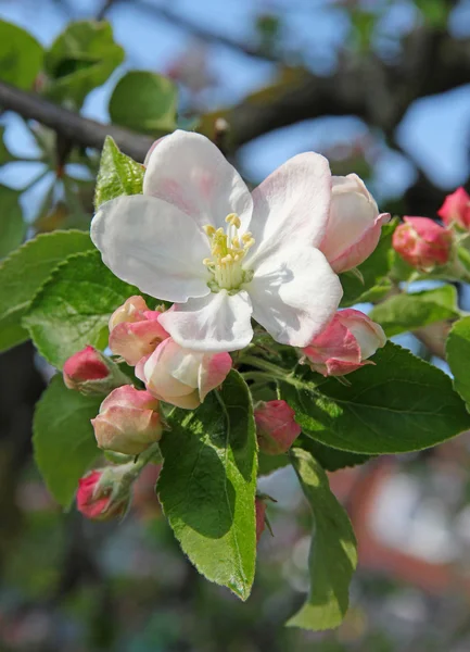 Äppelblommor på våren — Stockfoto