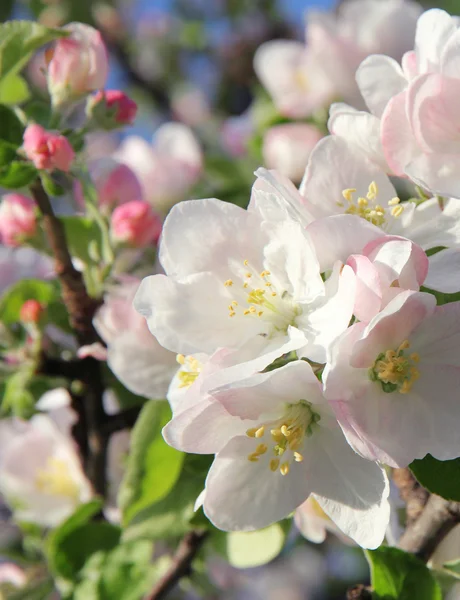 Flores de maçã na primavera — Fotografia de Stock