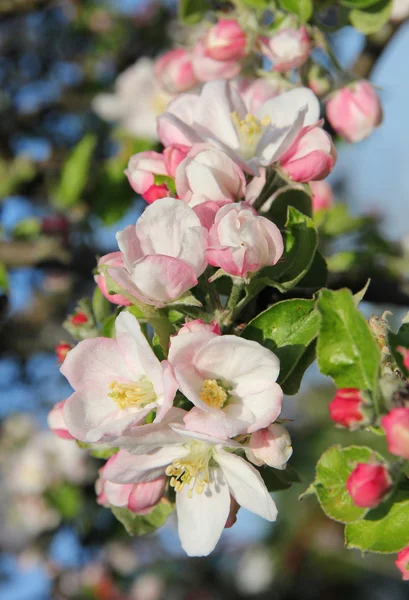 Flores de manzana en primavera — Foto de Stock