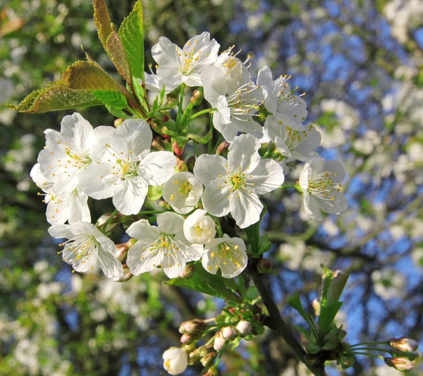 春の桜 — ストック写真
