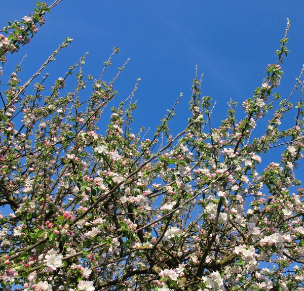 Äppelblommor på våren — Stockfoto